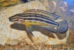 Julidochromis regani Burundi