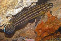 Julidochromis regani Kekese