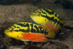 Trichromis salvini