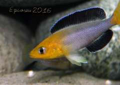 Cyprichromis leptosoma Jumbo Yellow Head