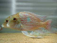 Geophagus pindare