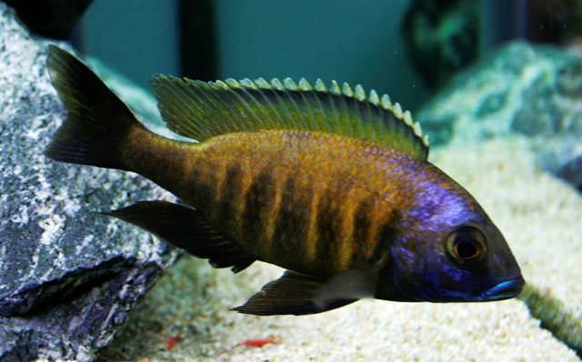 placidochromis-mbamba-bay-02.jpg