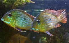 Geophagus altifrons 'Tocantins'