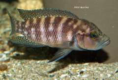 neolamprologus obscurus