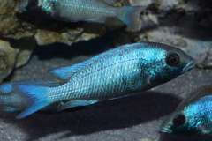Placidochromis sp. Gissel