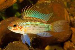 Apistogramma eremnopyge