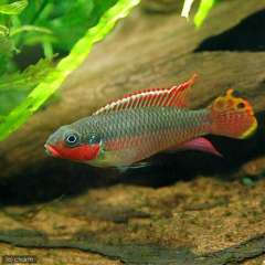 Pelvicachromis taeniatus Nigerian Red