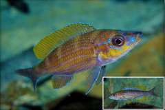 Paracyprichromis brieni 'Lusingu'