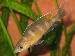 Paracyprichromis brieni Lusingu