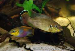 Pelvicachromis taeniatus "Wouri"