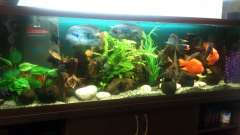 Мои аквариумы