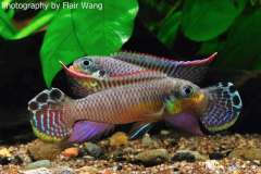 Pelvicachromis kribensis Bande
