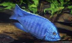 copadichromis azureus