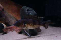 Gnathochromis permaxillaris Chituta