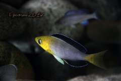 Cyprichromis leptosoma Jumbo "Yellow Head"