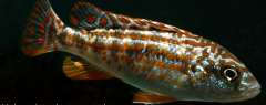 Labidochromis joanjohnsonae