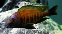 Placidochromis sp. "mbamba"