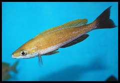 Cyprichromis microlepidotus Kigoma