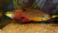 Pelvicachromis kribensis "Edea"