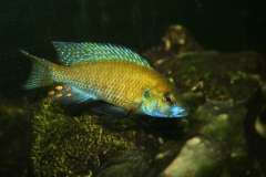 Thoracochromis sp. "flavententis"