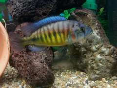Lipochromis melanopterus makobe