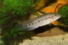 Parananochromis gabonicus