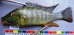 Thoracochromis albolabris