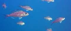 Microdontochromis rotundiventralis