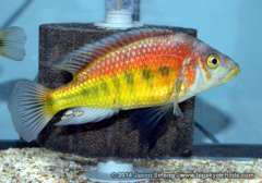 Lipochromis sp. "parvidens red"