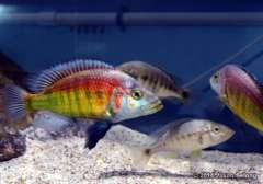 Lipochromis sp. "parvidens red"