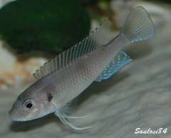 tangachromis dhanisi