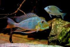 Geophagus altifrons Rio Tocantins