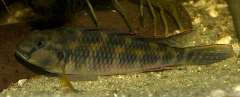 Orthochromis kasuluensis