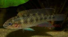 Parananochromis sp."Sanaga"