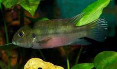 Benitochromis conjunctus,