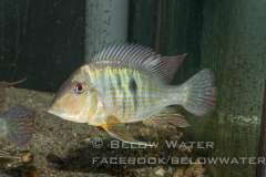 Geophagus spec. "New South of Colombia