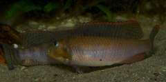 Orthochromis kasuluensis