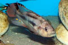 Haplochromis chilotes