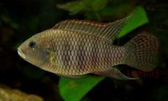 Benitochromis batesii