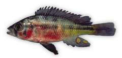 Haplochromis bwathondii