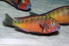 Tropheus sp. red nsumbu