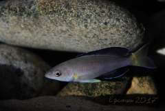Cyprichromis sp. "leptosoma Jumbo Kekese"