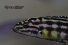 Julidochromis marlieri