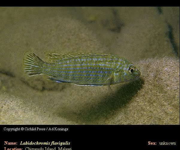 LabidochromisFlavigulis.jpg