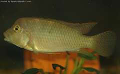 Thoracochromis demeusii