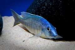 Otopharynx sp."torpedo blue" Masinje