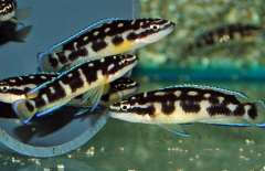 julidochromis sp. kissi