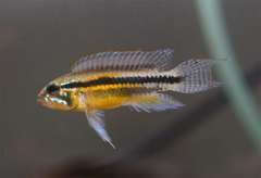 Apistogramma paucisquamis