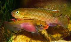 Congochromis sabinae (Lamboj, 2005)