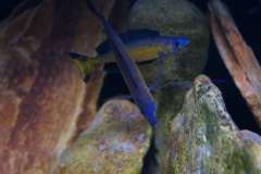 Cyprichromis microlepidotus Kassai